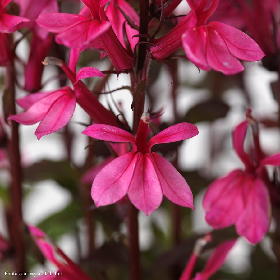 Lobelia speciosa Starship Rose