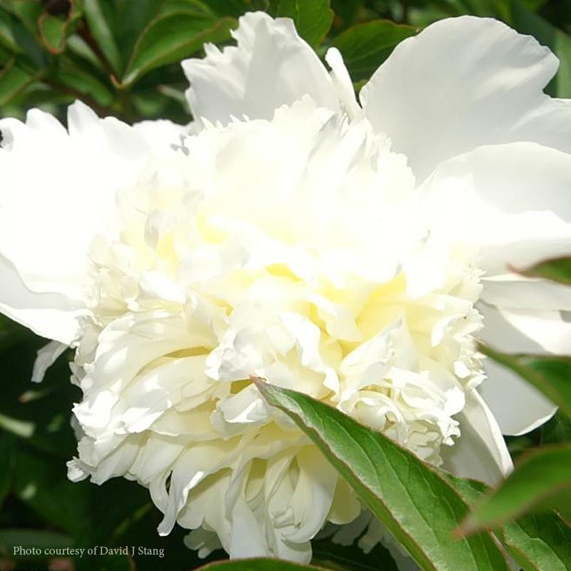 Paeonia lactiflora Charles White