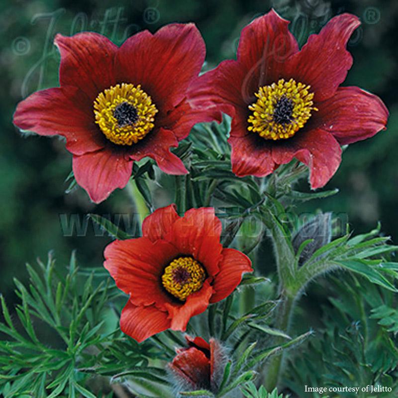 Pulsatilla Red Bells