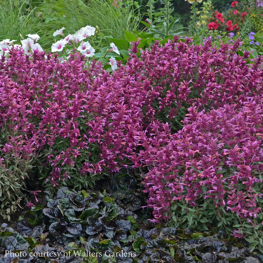 Agastache Rosie Posie