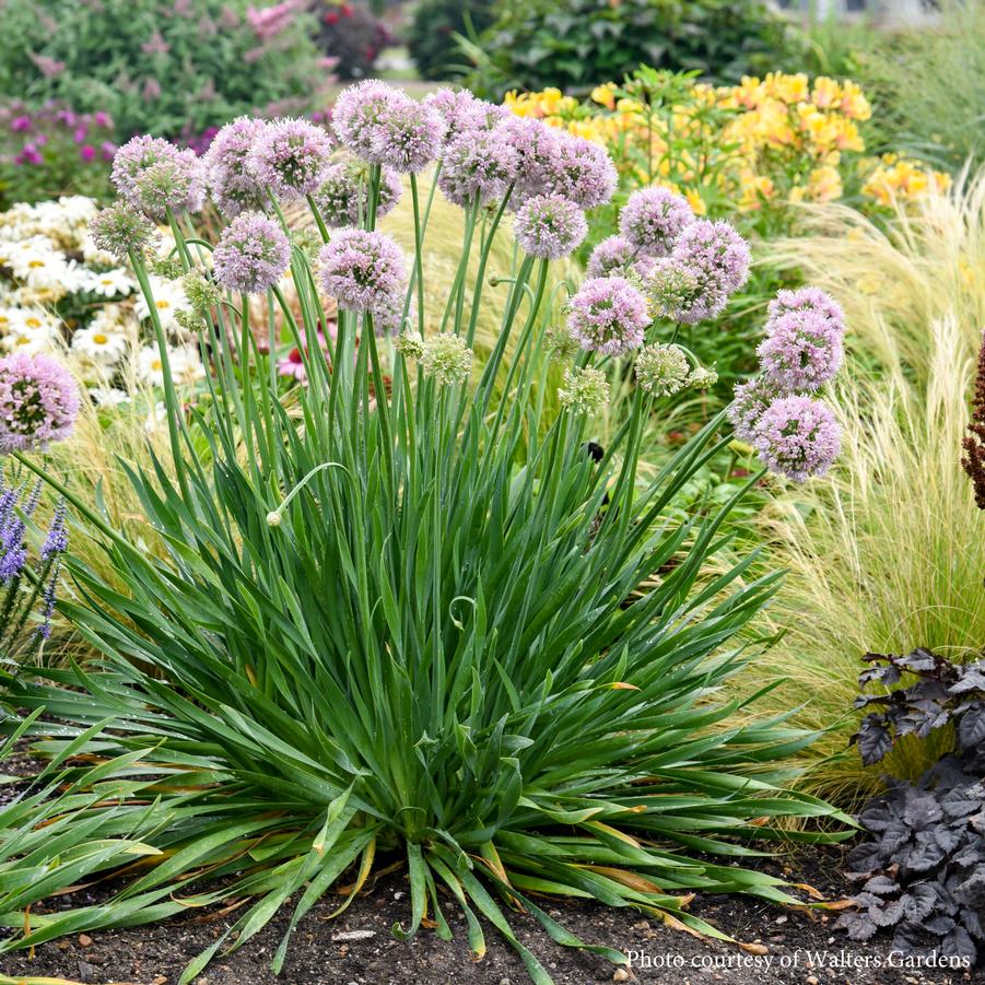 Allium Bubble Bath