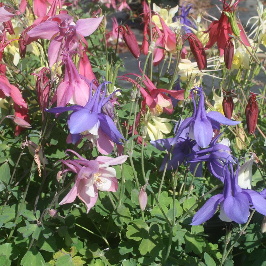 Aquilegia caerulea Dragonfly Mix