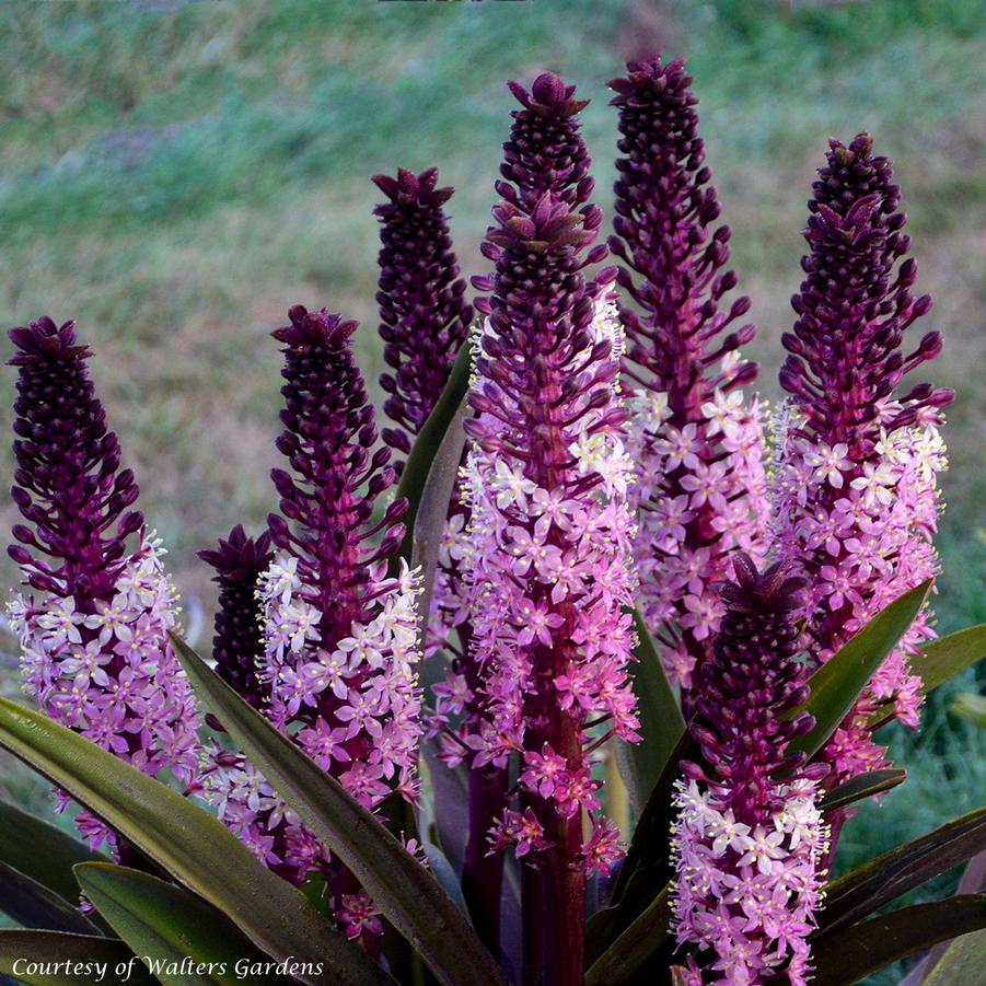 Eucomis comosa Safari Adventure