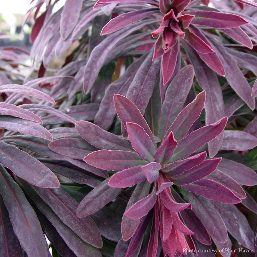 Euphorbia amygdaloides Ruby Glow