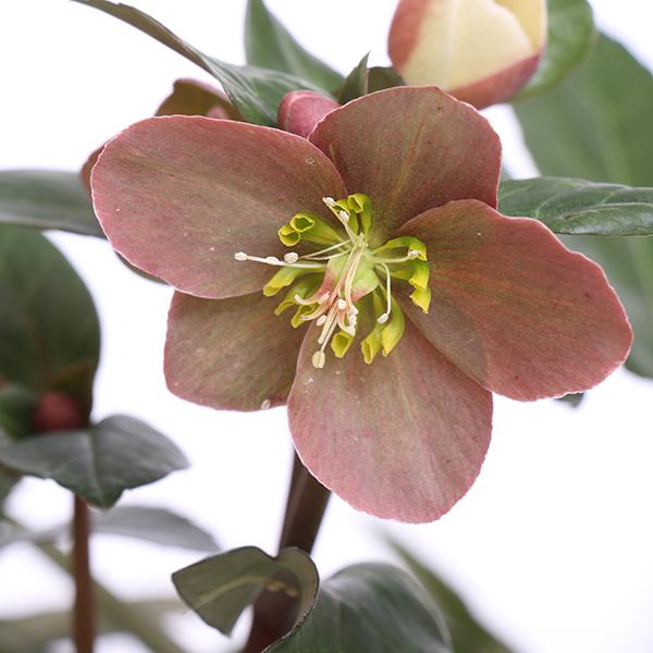 Helleborus ballardie Merlin