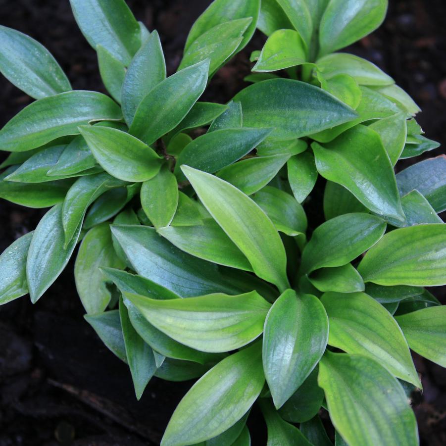 Hosta Plug Nickel