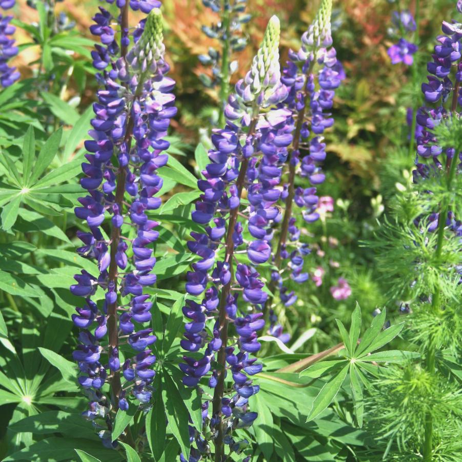 Lupinus perennis ssp. unknown 
