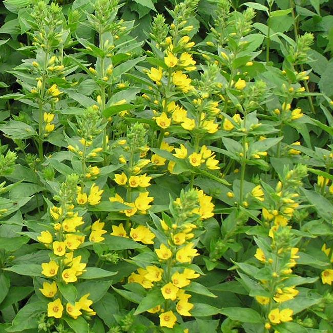 Lysimachia punctata Yellow Loosestrife from Sandy's Plants