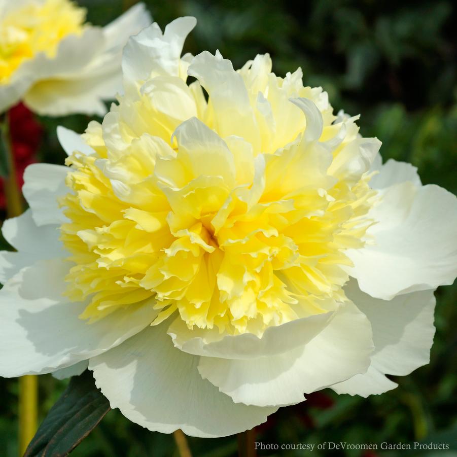 Paeonia lactiflora Honey Gold