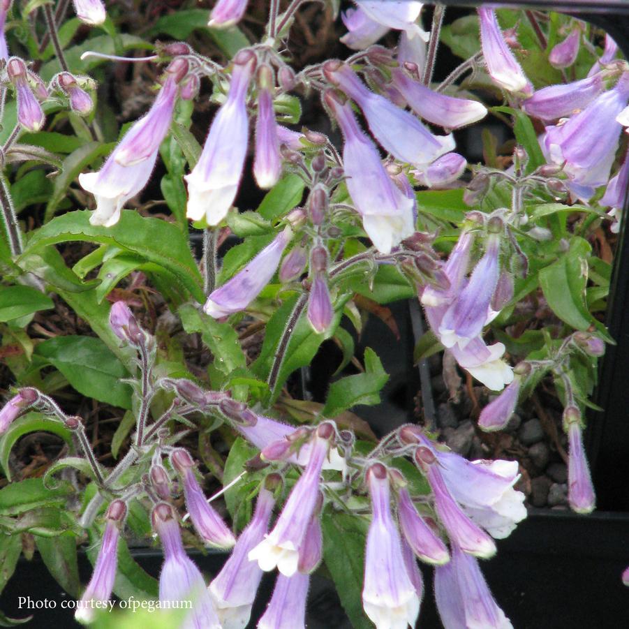 Penstemon hirsutus Pygmaeus