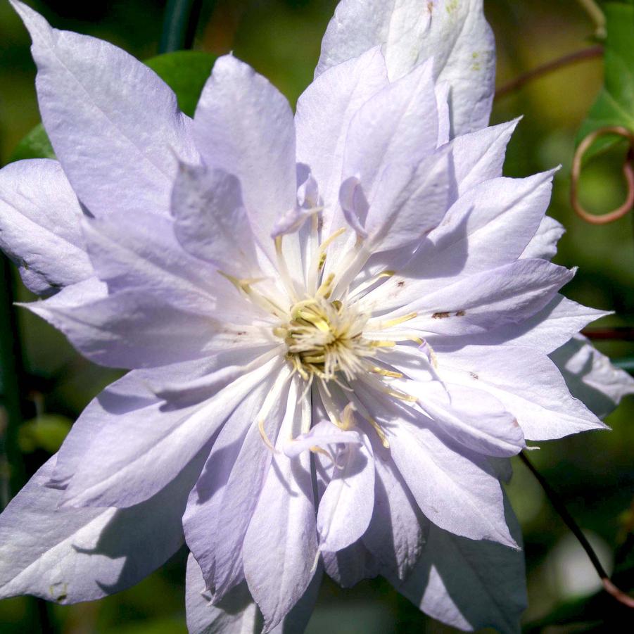 Clematis Belle of Woking