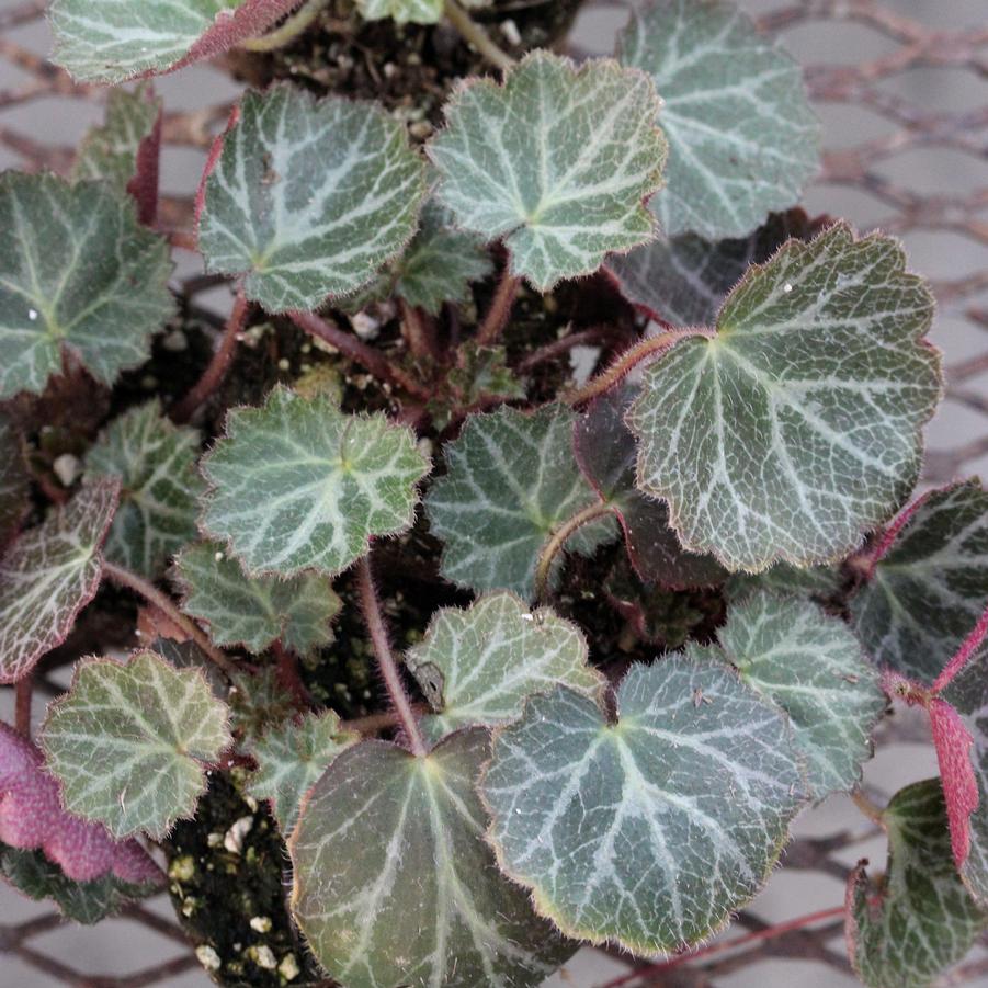 Saxifraga stolonifera Hsitou Silver