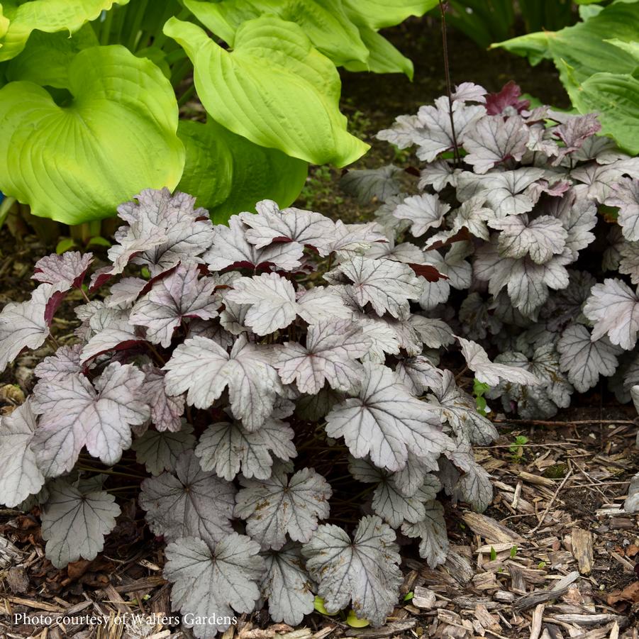 Heuchera Smoke & Mirrors