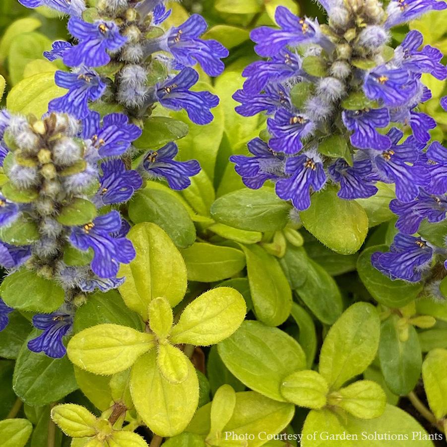 Ajuga Cordial Canary