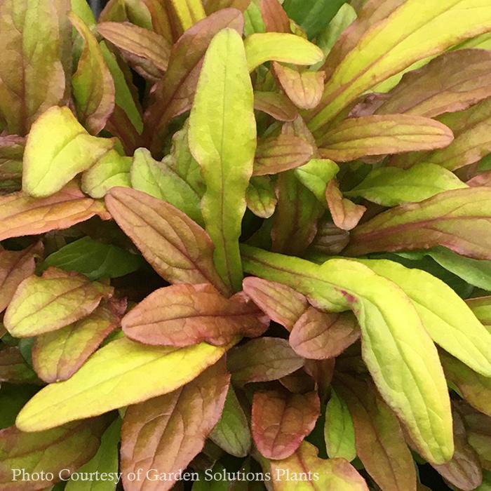 Ajuga Fancy Finch