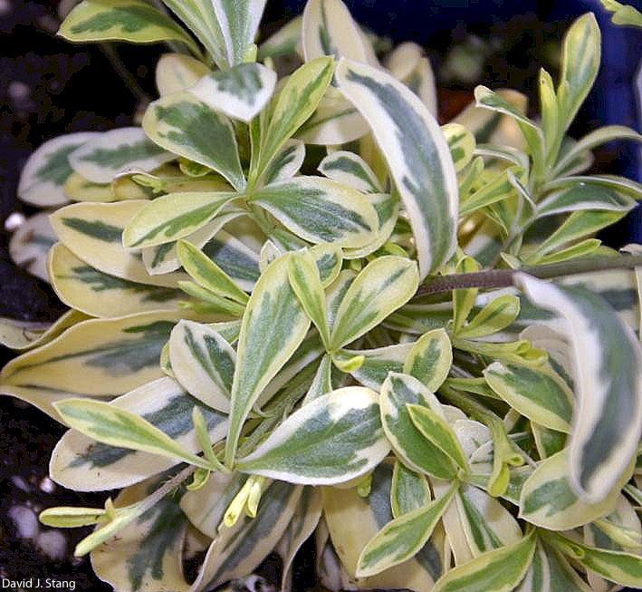 Arabis ferdinandi-coburgi Old Gold