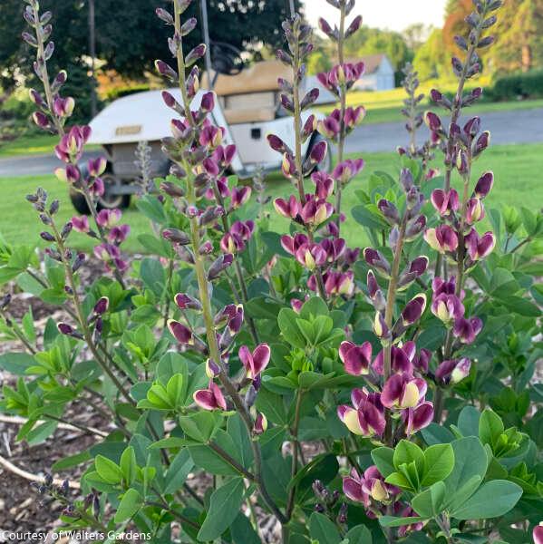 Baptisia Grape Escape