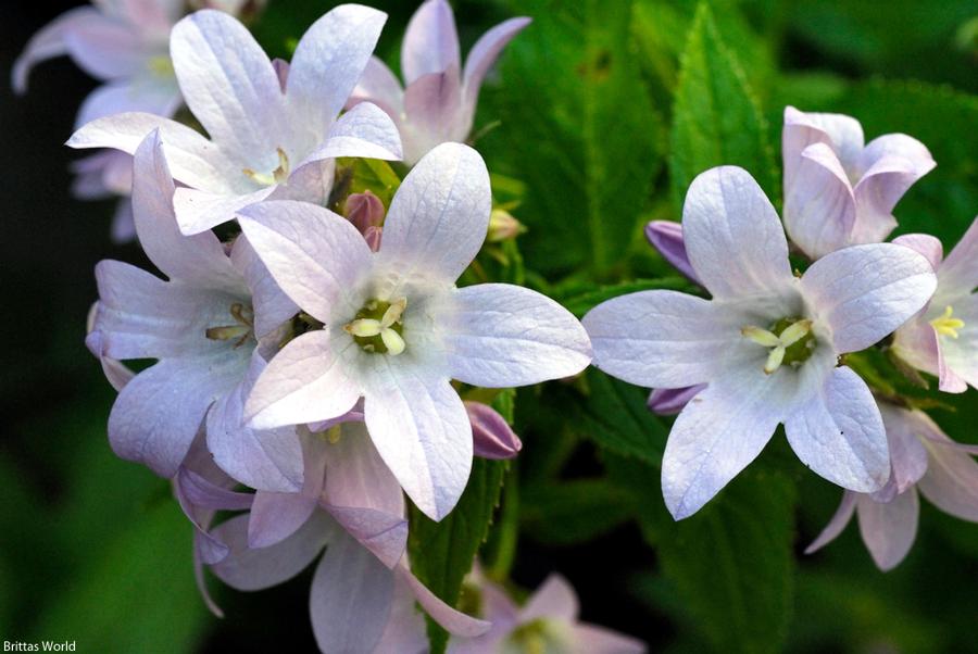 Campanula lactiflora Loddon Anna