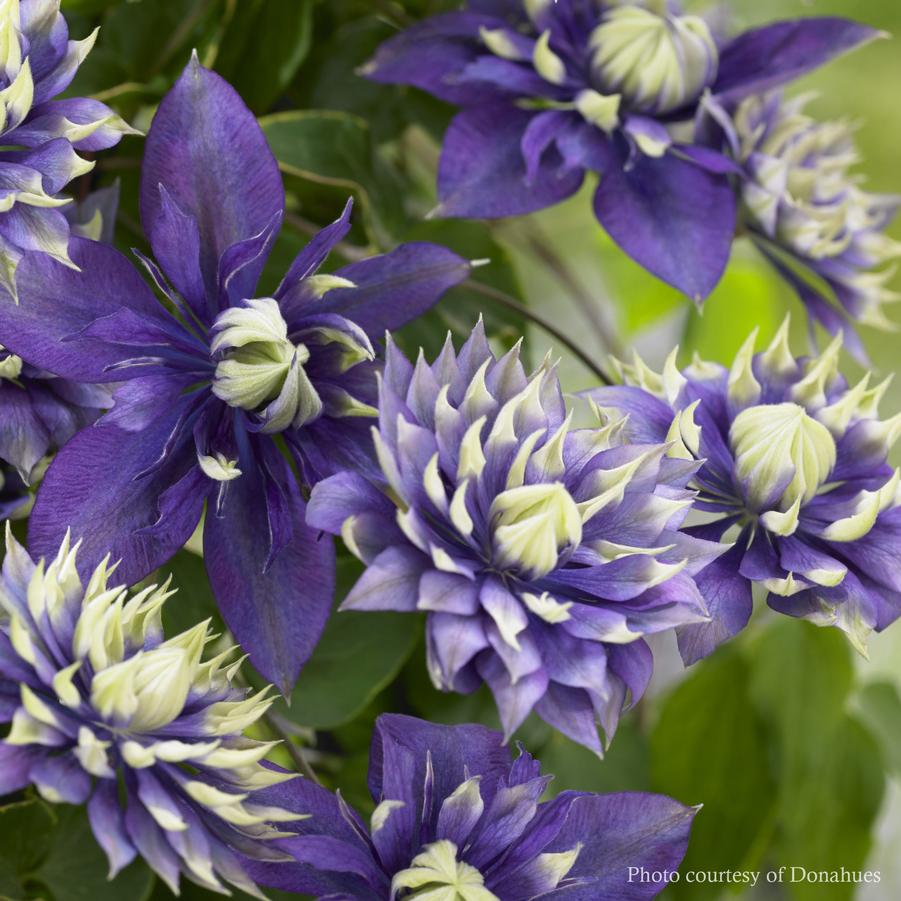 Clematis Taiga