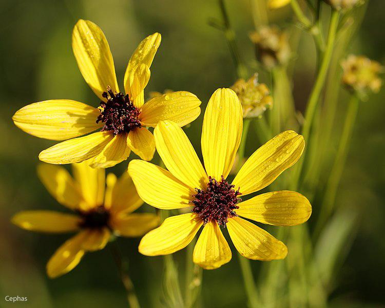 Coreopsis tripteris 