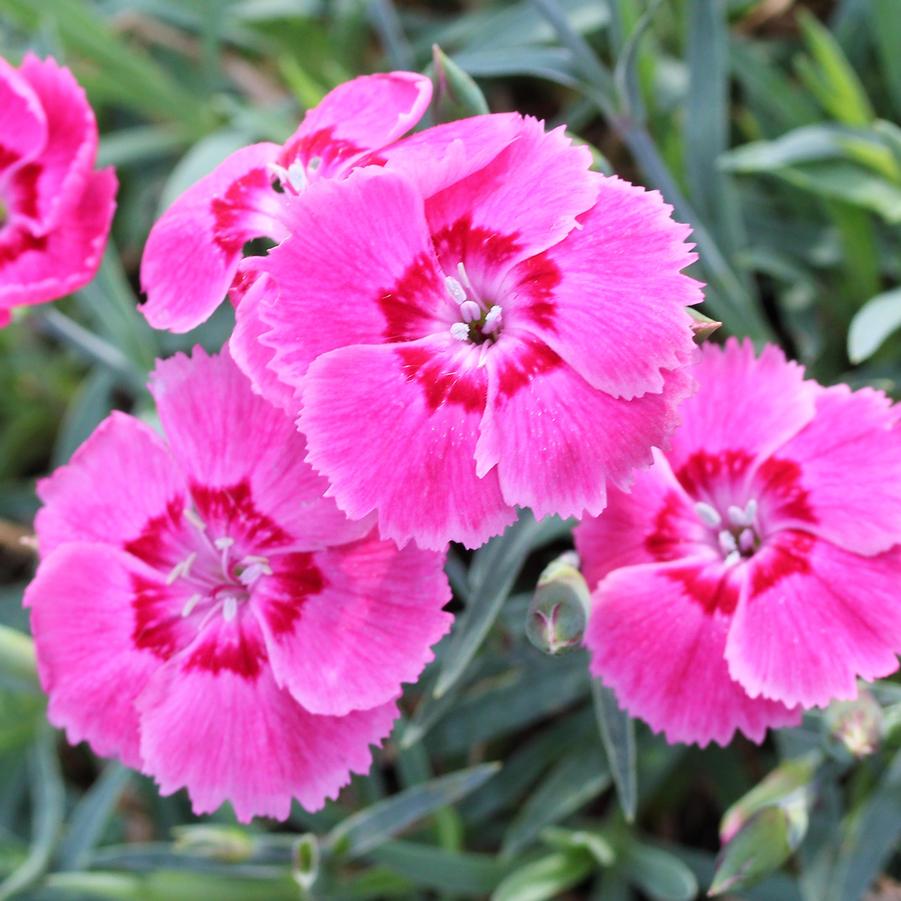 Dianthus Strawberry Tart