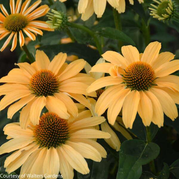 Echinacea One in a Melon