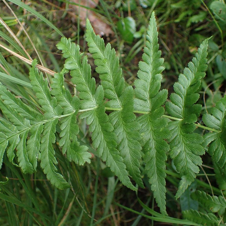 Dryopteris cristata 