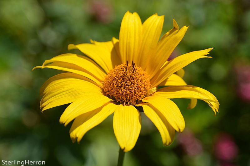 Heliopsis helianthoides 