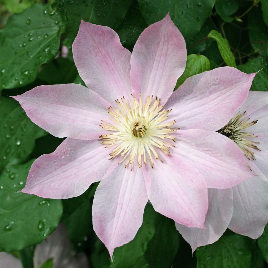 Clematis Comtesse de Bouchard