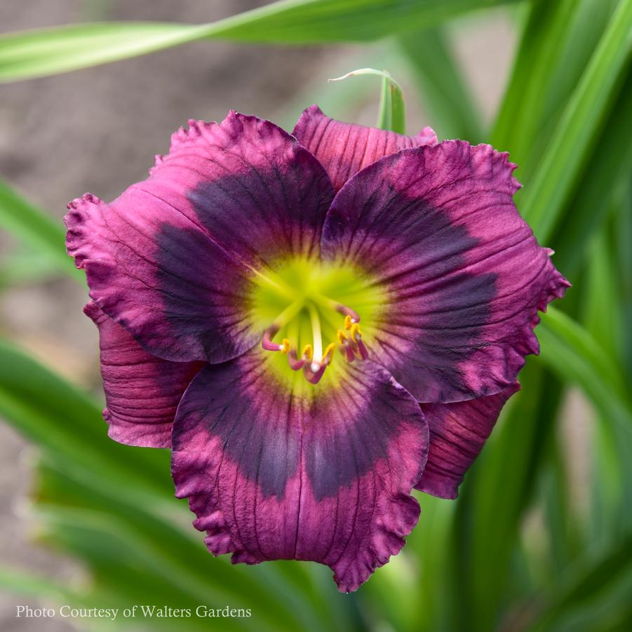 Hemerocallis Kansas Kitten