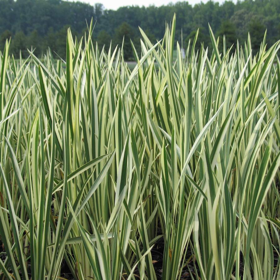 Acorus calamus Variegatus