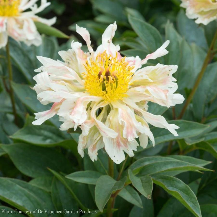 Paeonia lactiflora Green Lotus