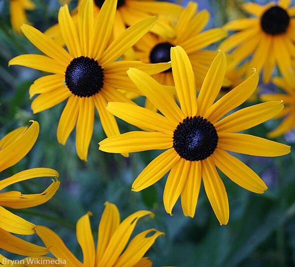 Rudbeckia hirta 