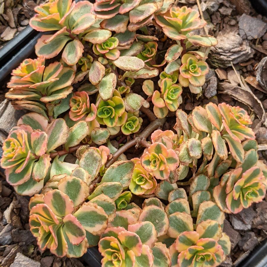 Sedum spurium What a Doozie