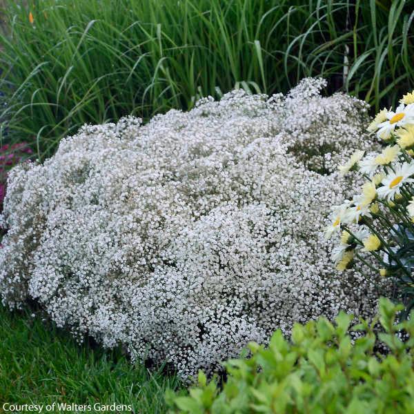 Gypsophila Summer Sparkles