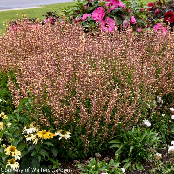 Agastache Queen Nectarine