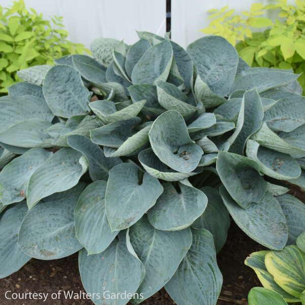 Hosta Above the Clouds