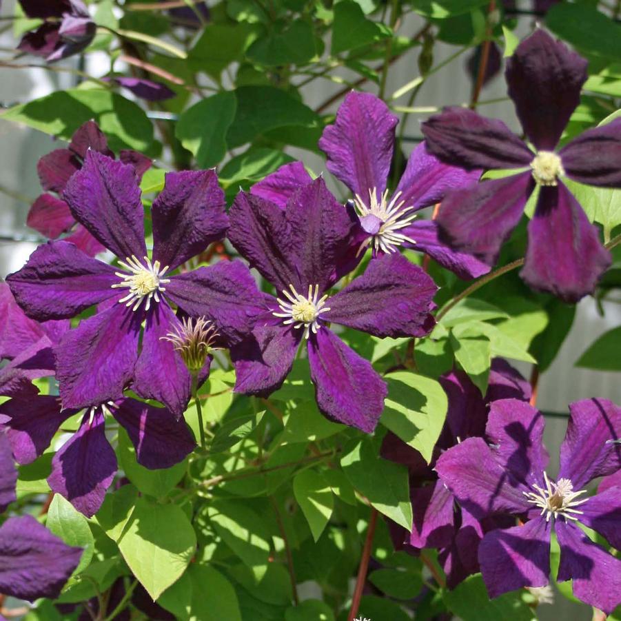 Clematis Viticella Etoile Violette Clematis From Sandy s Plants Clematis Viticella Etoile Violette Clematis From Sandy s Plants