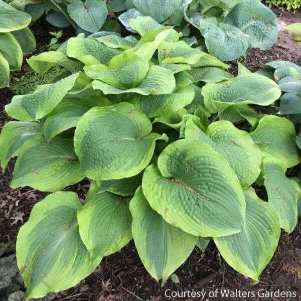 Hosta Twin Cities