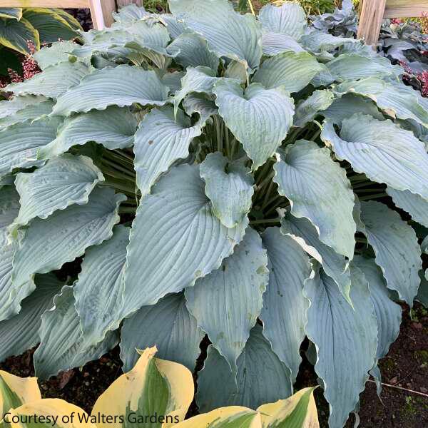Hosta Wind Beneath my Wings