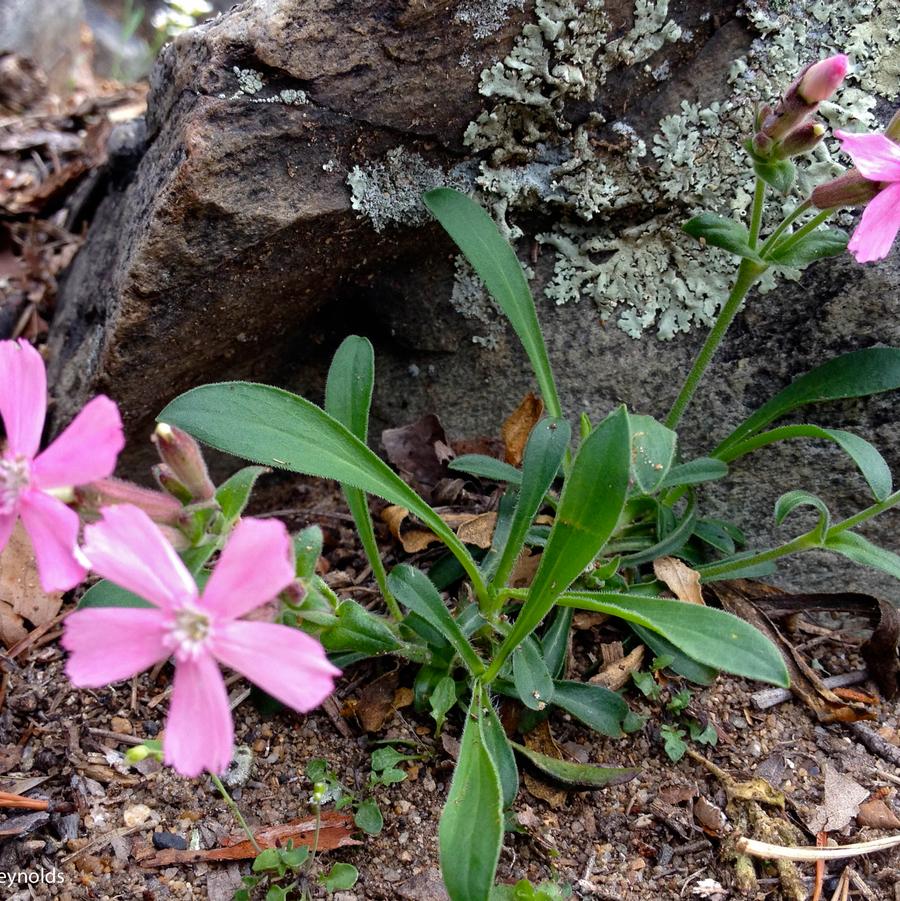 Silene caroliniana 