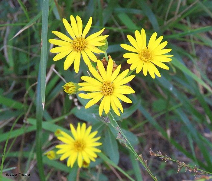 Chrysopsis mariana 