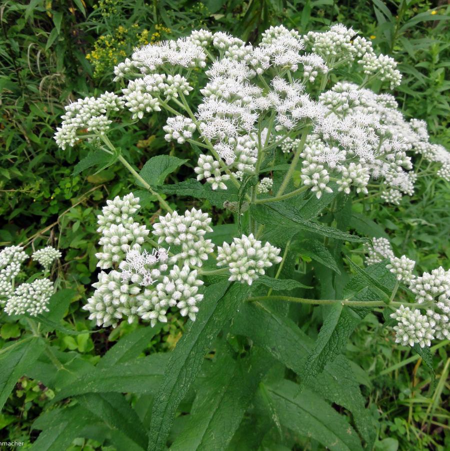 Eupatorium perfoliatum 