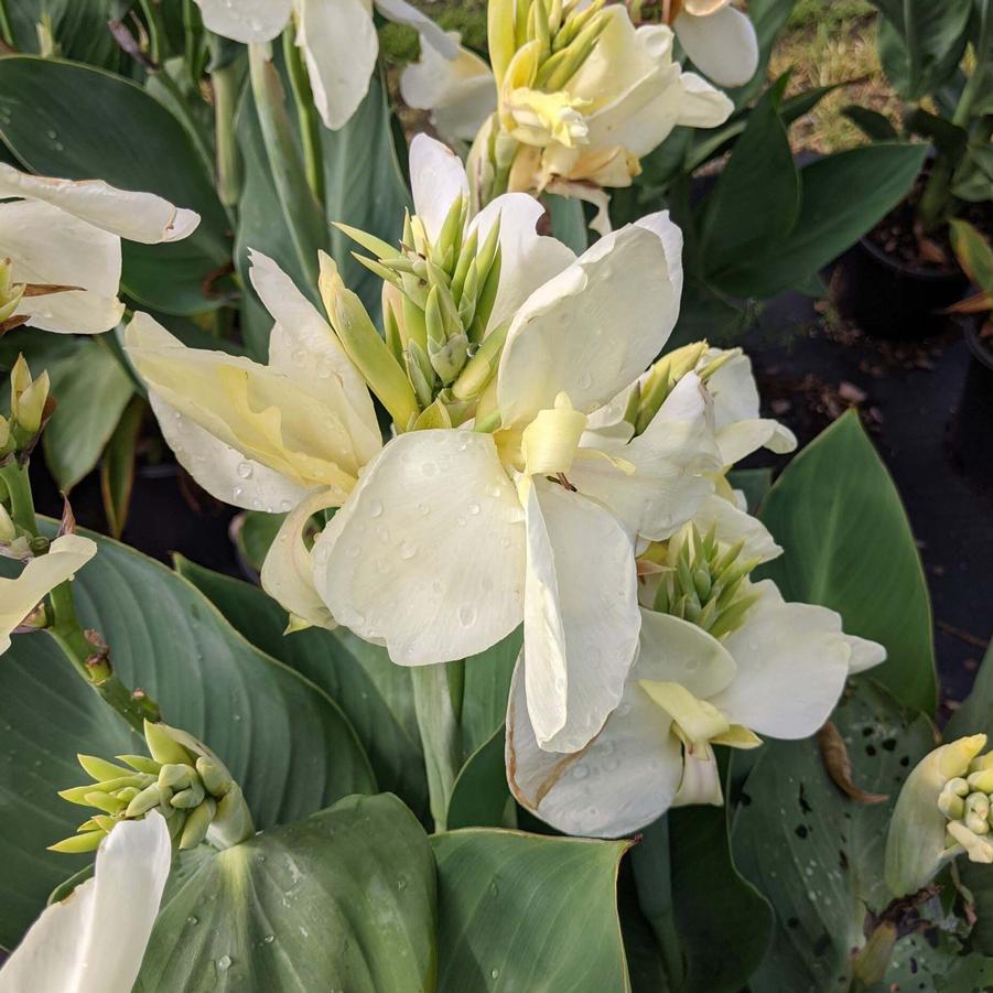 Canna Alaska