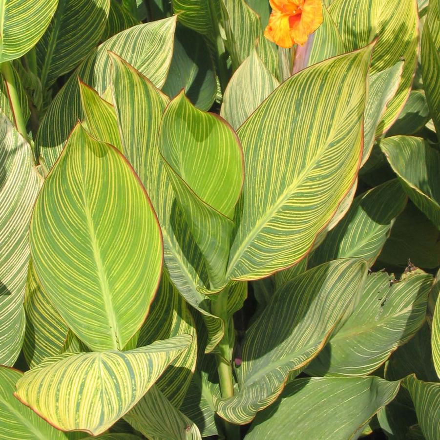 Canna Pretoria