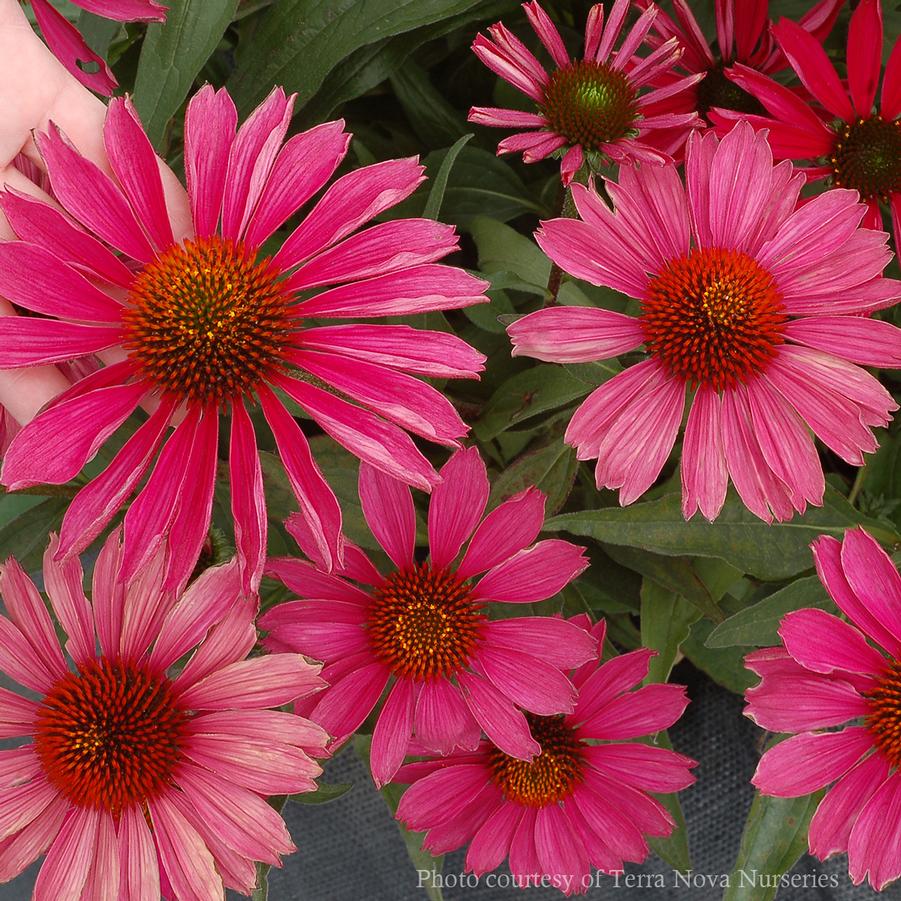 Echinacea Kismet Raspberry