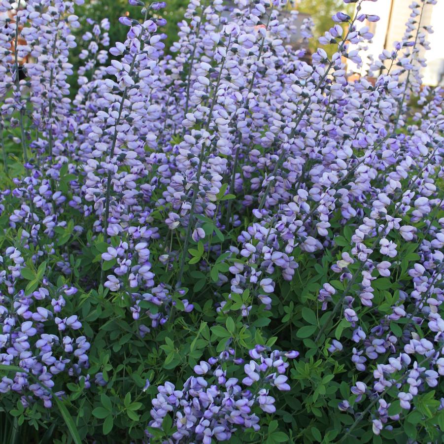 Baptisia x Purple Smoke
