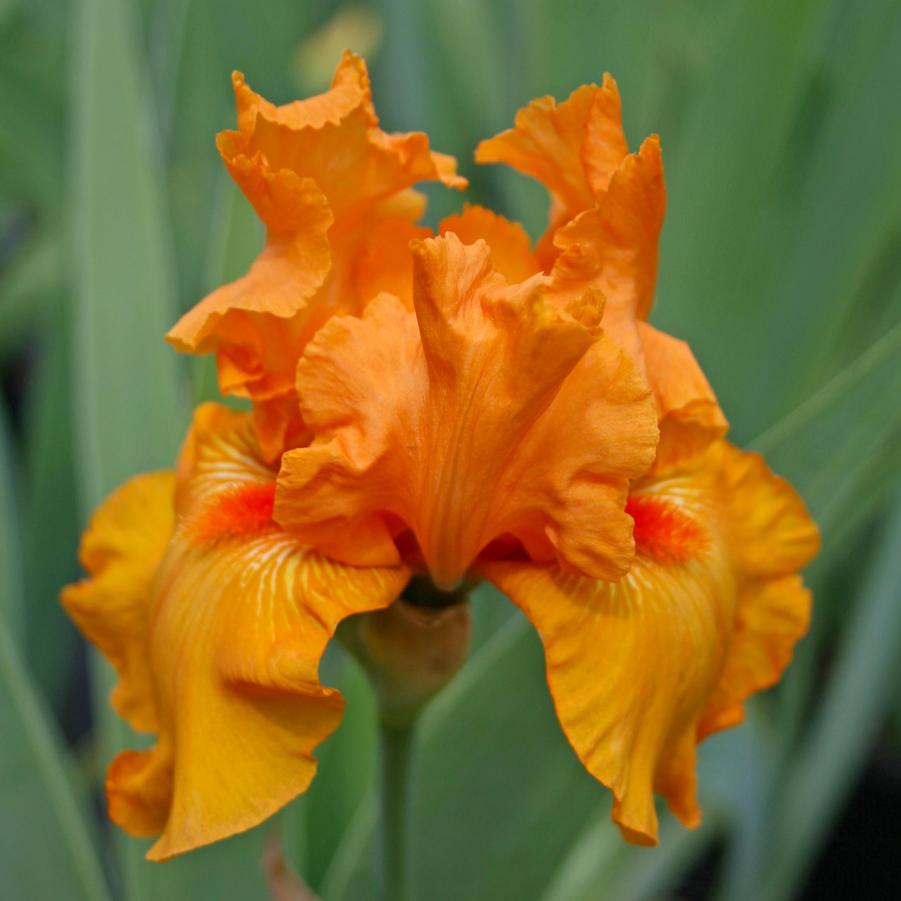 Iris germanica 'Orange Harvest' German Bearded Iris from Sandy's Plants