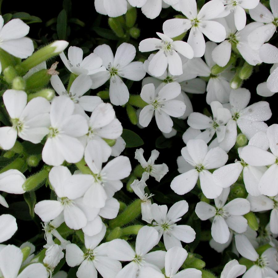 Saponaria ocymoides Snow Tip