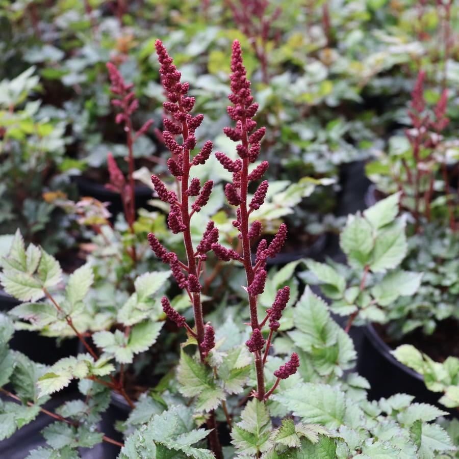 Astilbe chinensis Vision Volcano